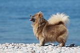 SPITZ ALLEMAND 360